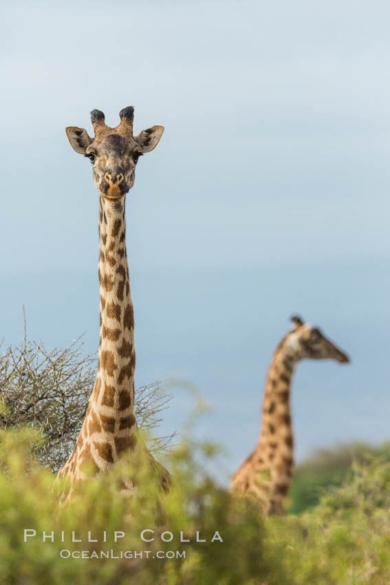 Maasai Giraffe, Amboseli National Park., natural history stock photograph, photo id 29564