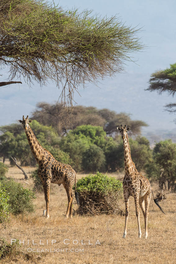 Maasai Giraffe, Amboseli National Park. Kenya, Giraffa camelopardalis tippelskirchi, natural history stock photograph, photo id 29515