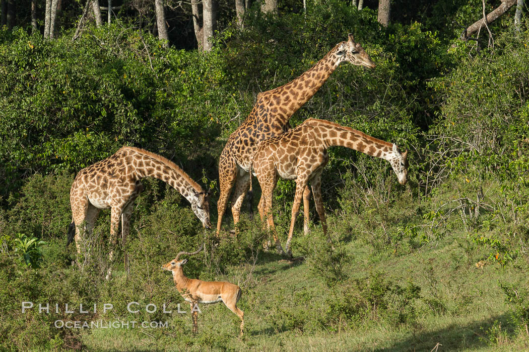 Maasai Giraffe, Maasai Mara National Reserve. Kenya, Giraffa camelopardalis tippelskirchi, natural history stock photograph, photo id 29960