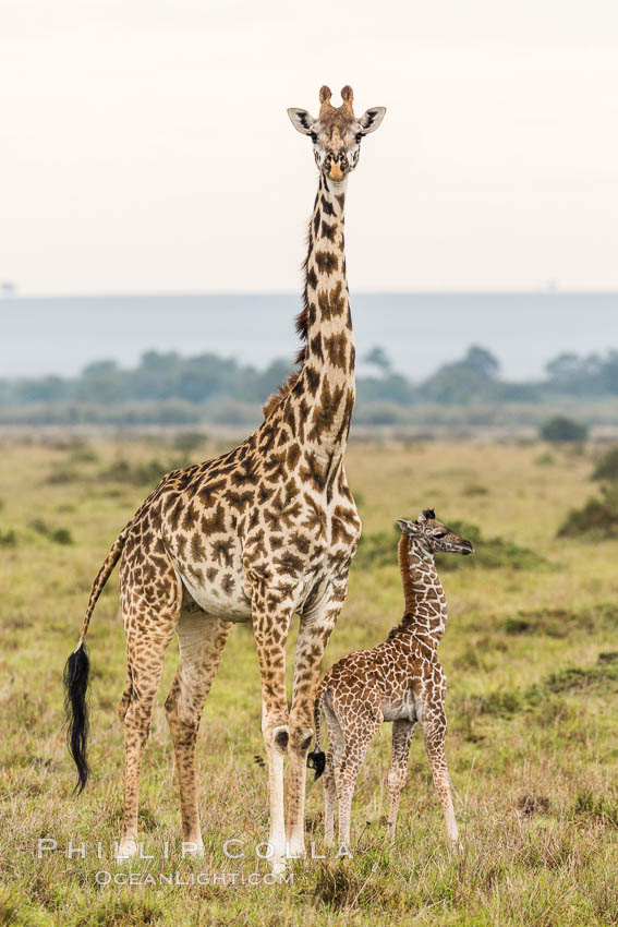 Maasai Giraffe, Maasai Mara National Reserve. Kenya, Giraffa camelopardalis tippelskirchi, natural history stock photograph, photo id 29839