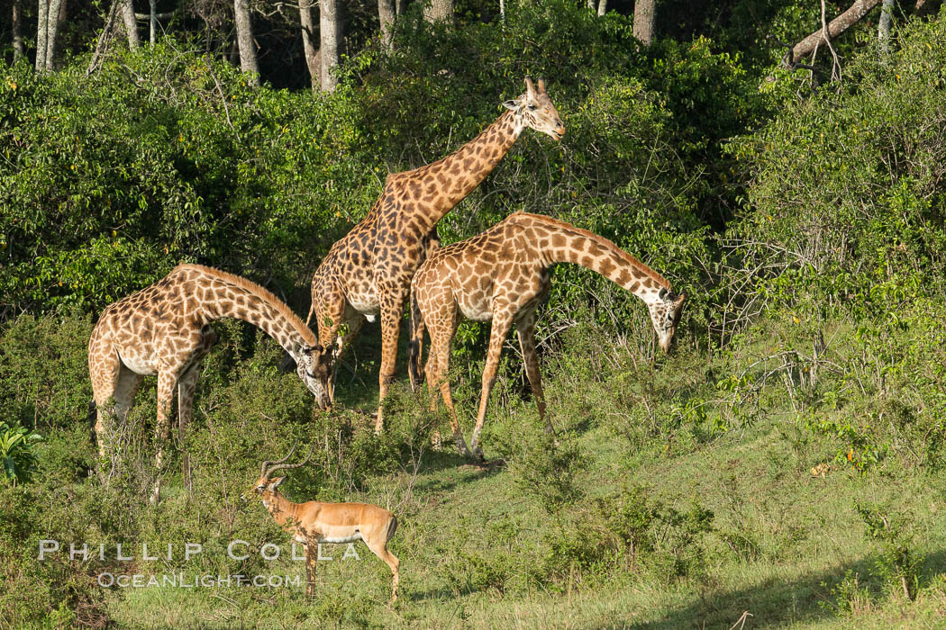 Maasai Giraffe, Maasai Mara National Reserve. Kenya, Giraffa camelopardalis tippelskirchi, natural history stock photograph, photo id 29959