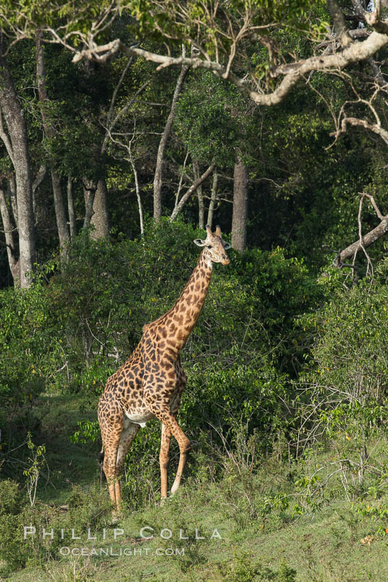 Maasai Giraffe, Maasai Mara National Reserve. Kenya, Giraffa camelopardalis tippelskirchi, natural history stock photograph, photo id 29961