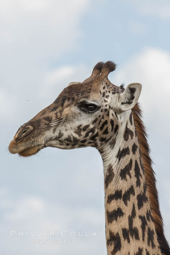 Maasai Giraffe, Olare Orok Conservancy. Kenya, Giraffa camelopardalis tippelskirchi, natural history stock photograph, photo id 29974