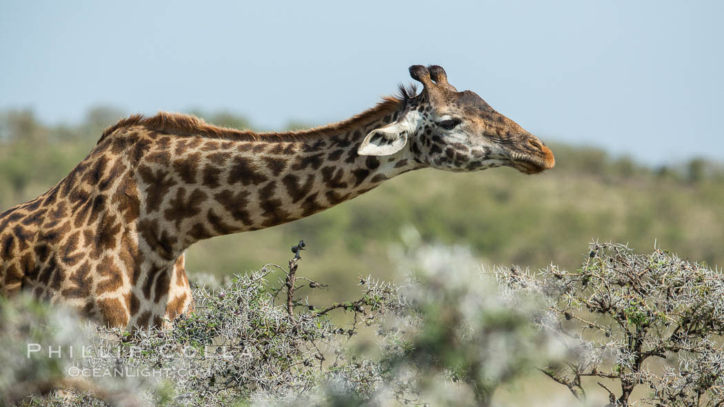 Maasai Giraffe, Olare Orok Conservancy. Kenya, Giraffa camelopardalis tippelskirchi, natural history stock photograph, photo id 30002