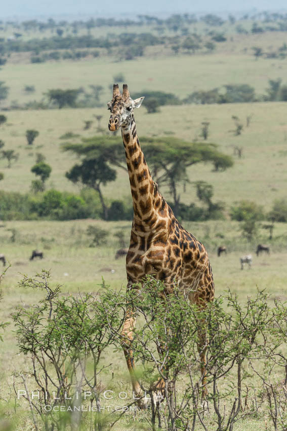 Maasai Giraffe, Olare Orok Conservancy. Kenya, Giraffa camelopardalis tippelskirchi, natural history stock photograph, photo id 30010