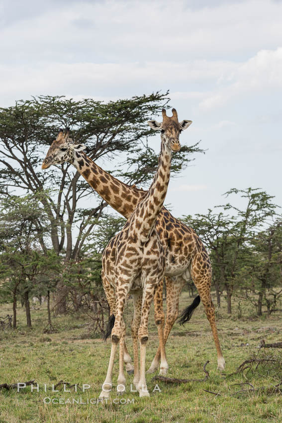 Maasai Giraffe, Olare Orok Conservancy. Kenya, Giraffa camelopardalis tippelskirchi, natural history stock photograph, photo id 30066