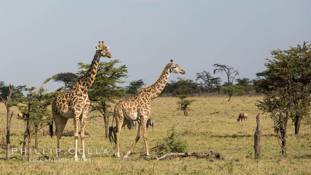 Maasai Giraffe, Olare Orok Conservancy, Kenya., Giraffa camelopardalis tippelskirchi, natural history stock photograph, photo id 30062