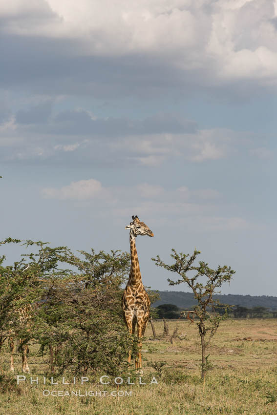 Maasai Giraffe, Olare Orok Conservancy, Kenya., Giraffa camelopardalis tippelskirchi, natural history stock photograph, photo id 30063
