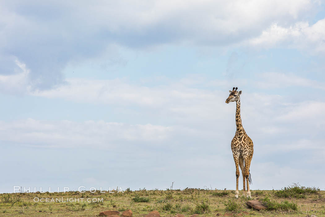 Maasai Giraffe, Olare Orok Conservancy. Kenya, Giraffa camelopardalis tippelskirchi, natural history stock photograph, photo id 29976