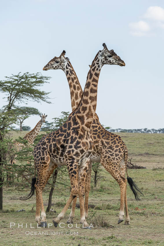 Maasai Giraffe, Olare Orok Conservancy. Kenya, Giraffa camelopardalis tippelskirchi, natural history stock photograph, photo id 30068
