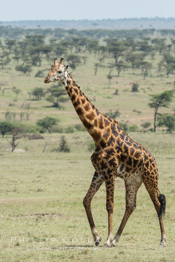 Maasai Giraffe, Olare Orok Conservancy. Kenya, Giraffa camelopardalis tippelskirchi, natural history stock photograph, photo id 30011