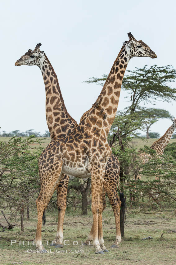 Maasai Giraffe, Olare Orok Conservancy. Kenya, Giraffa camelopardalis tippelskirchi, natural history stock photograph, photo id 30067