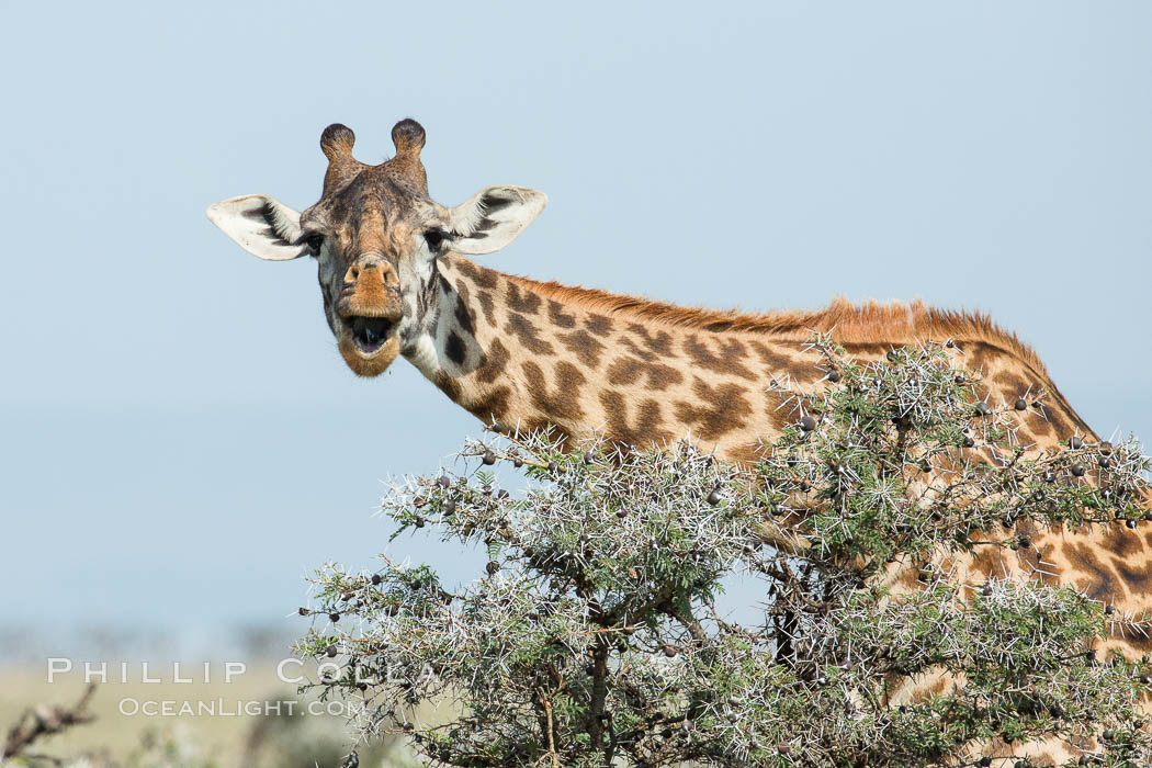 Maasai Giraffe, Olare Orok Conservancy. Kenya, Giraffa camelopardalis tippelskirchi, natural history stock photograph, photo id 30001