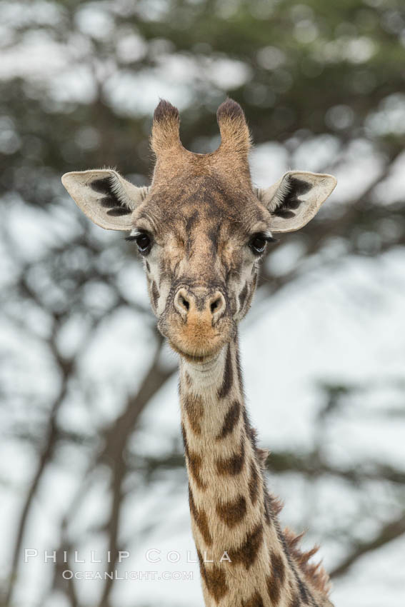 Maasai Giraffe, Olare Orok Conservancy. Kenya, Giraffa camelopardalis tippelskirchi, natural history stock photograph, photo id 30065