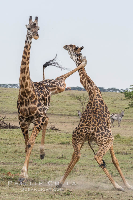 Maasai Giraffe, two males in courtship combat, jousting, Olare Orok Conservancy. Kenya, Giraffa camelopardalis tippelskirchi, natural history stock photograph, photo id 30069