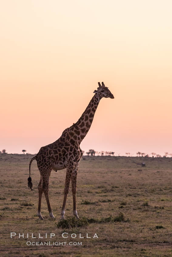 Maasai Giraffe, Olare Orok Conservancy. Kenya, Giraffa camelopardalis tippelskirchi, natural history stock photograph, photo id 30097