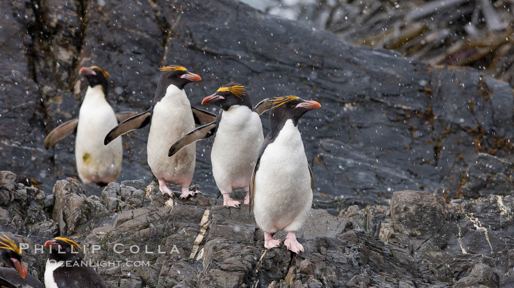Macaroni penguins, on the rocky shoreline of Hercules Bay, South Georgia Island.  One of the crested penguin species, the macaroni penguin bears a distinctive yellow crest on its head.  They grow to be about 12 lb and 28" high.  Macaroni penguins eat primarily krill and other crustaceans, small fishes and cephalopods., Eudyptes chrysolophus, natural history stock photograph, photo id 24574