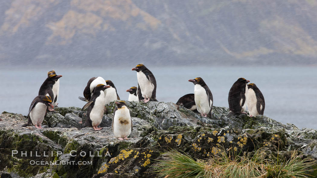 Macaroni penguins, on the rocky shoreline of Hercules Bay, South Georgia Island.  One of the crested penguin species, the macaroni penguin bears a distinctive yellow crest on its head.  They grow to be about 12 lb and 28" high.  Macaroni penguins eat primarily krill and other crustaceans, small fishes and cephalopods., Eudyptes chrysolophus, natural history stock photograph, photo id 24578