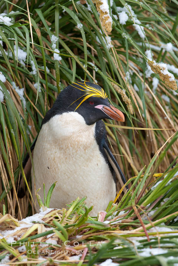 Macaroni penguin, amid tall tussock grass, Cooper Bay, South Georgia Island., Eudyptes chrysolophus, natural history stock photograph, photo id 24694