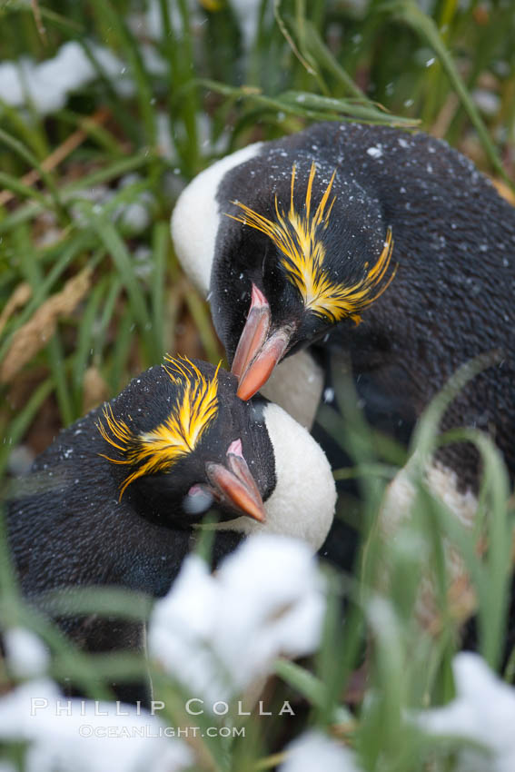 Macaroni penguin, amid tall tussock grass, Cooper Bay, South Georgia Island., Eudyptes chrysolophus, natural history stock photograph, photo id 24710