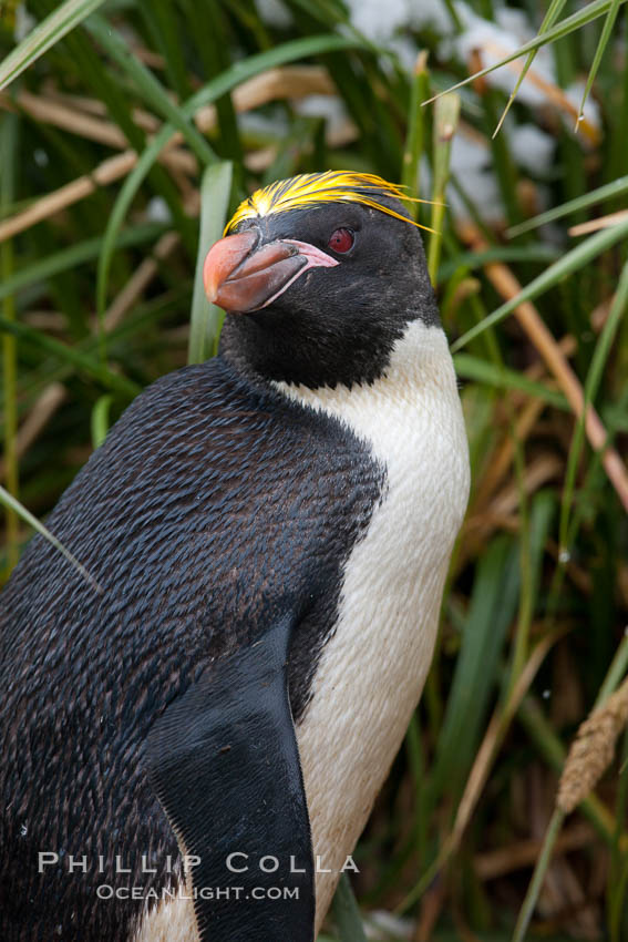 Macaroni penguin, amid tall tussock grass, Cooper Bay, South Georgia Island., Eudyptes chrysolophus, natural history stock photograph, photo id 24734