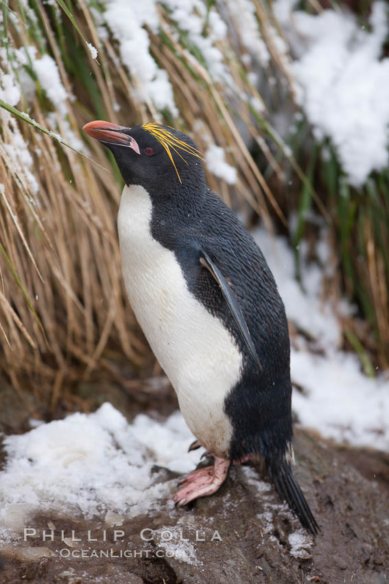 Macaroni penguin, amid tall tussock grass, Cooper Bay, South Georgia Island., Eudyptes chrysolophus, natural history stock photograph, photo id 24738