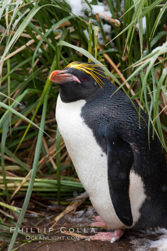 Macaroni penguin, amid tall tussock grass, Cooper Bay, South Georgia Island., Eudyptes chrysolophus, natural history stock photograph, photo id 24736