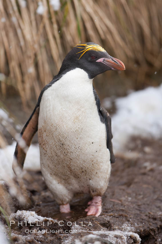 Macaroni penguin, amid tall tussock grass, Cooper Bay, South Georgia Island., Eudyptes chrysolophus, natural history stock photograph, photo id 24713