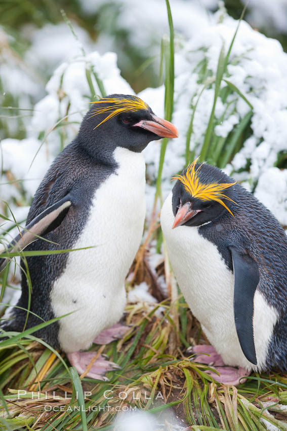 Macaroni penguin, amid tall tussock grass, Cooper Bay, South Georgia Island., Eudyptes chrysolophus, natural history stock photograph, photo id 24737