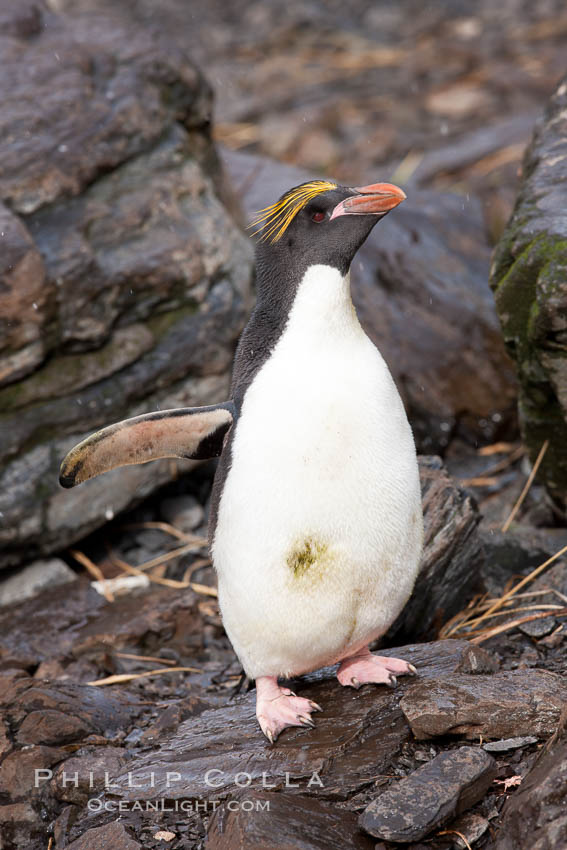 Macaroni penguin, on the rocky shoreline of Hercules Bay, South Georgia Island.  One of the crested penguin species, the macaroni penguin bears a distinctive yellow crest on its head.  They grow to be about 12 lb and 28" high.  Macaroni penguins eat primarily krill and other crustaceans, small fishes and cephalopods., Eudyptes chrysolophus, natural history stock photograph, photo id 24426