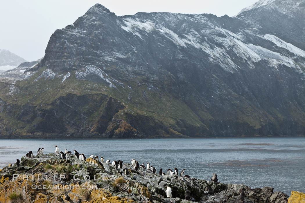 Macaroni penguins, on the rocky shoreline of Hercules Bay, South Georgia Island.  One of the crested penguin species, the macaroni penguin bears a distinctive yellow crest on its head.  They grow to be about 12 lb and 28" high.  Macaroni penguins eat primarily krill and other crustaceans, small fishes and cephalopods., Eudyptes chrysolophus, natural history stock photograph, photo id 24482