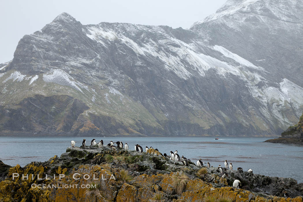 Macaroni penguins, on the rocky shoreline of Hercules Bay, South Georgia Island.  One of the crested penguin species, the macaroni penguin bears a distinctive yellow crest on its head.  They grow to be about 12 lb and 28" high.  Macaroni penguins eat primarily krill and other crustaceans, small fishes and cephalopods., Eudyptes chrysolophus, natural history stock photograph, photo id 24490