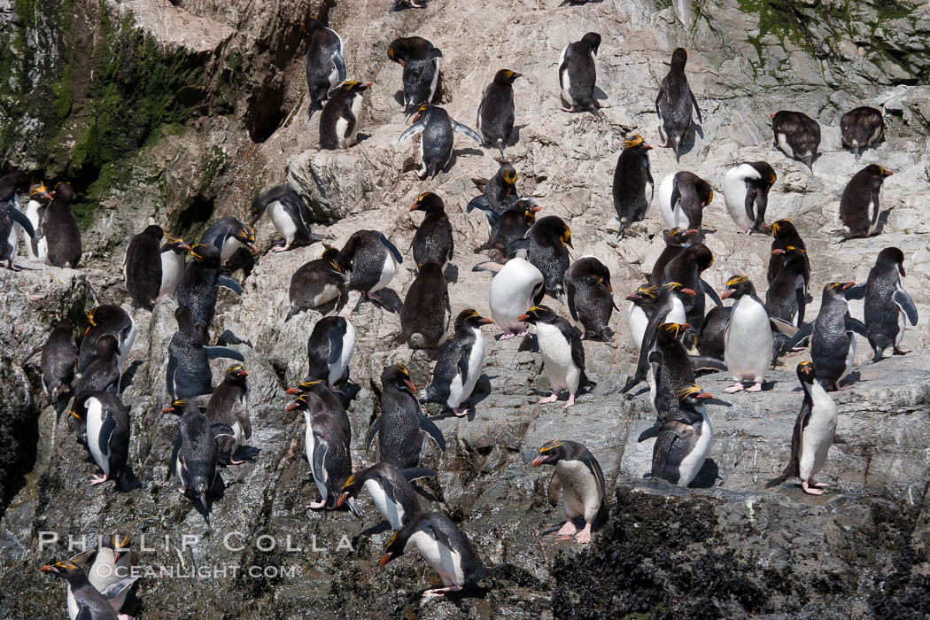 Macaroni penguins, on the rocky shoreline of Hercules Bay, South Georgia Island.  One of the crested penguin species, the macaroni penguin bears a distinctive yellow crest on its head.  They grow to be about 12 lb and 28" high.  Macaroni penguins eat primarily krill and other crustaceans, small fishes and cephalopods., Eudyptes chrysolophus, natural history stock photograph, photo id 24554