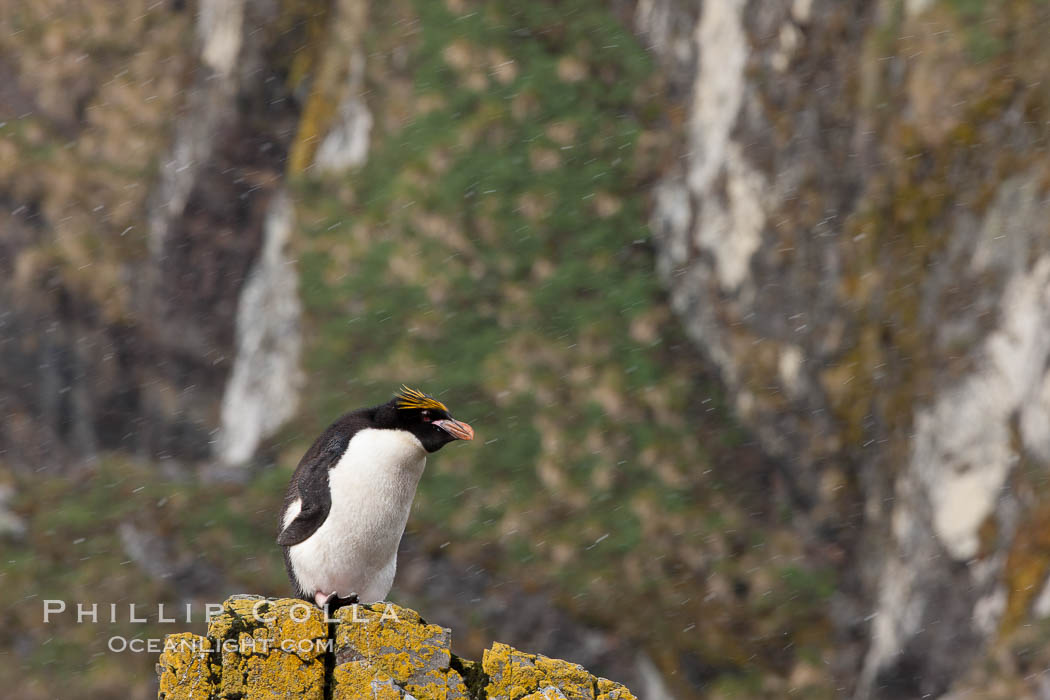Macaroni penguin, on the rocky shoreline of Hercules Bay, South Georgia Island.  One of the crested penguin species, the macaroni penguin bears a distinctive yellow crest on its head.  They grow to be about 12 lb and 28" high.  Macaroni penguins eat primarily krill and other crustaceans, small fishes and cephalopods., Eudyptes chrysolophus, natural history stock photograph, photo id 24424