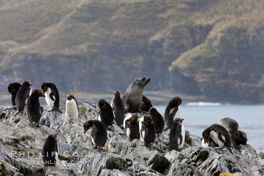 Macaroni penguins, on the rocky shoreline of Hercules Bay, South Georgia Island.  One of the crested penguin species, the macaroni penguin bears a distinctive yellow crest on its head.  They grow to be about 12 lb and 28" high.  Macaroni penguins eat primarily krill and other crustaceans, small fishes and cephalopods., Eudyptes chrysolophus, natural history stock photograph, photo id 24476