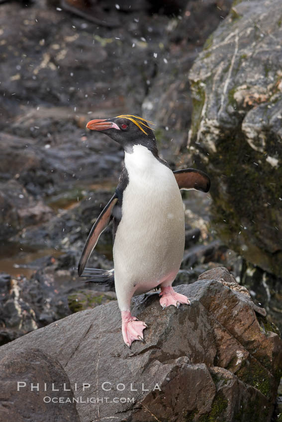 Macaroni penguin, on the rocky shoreline of Hercules Bay, South Georgia Island.  One of the crested penguin species, the macaroni penguin bears a distinctive yellow crest on its head.  They grow to be about 12 lb and 28" high.  Macaroni penguins eat primarily krill and other crustaceans, small fishes and cephalopods., Eudyptes chrysolophus, natural history stock photograph, photo id 24484