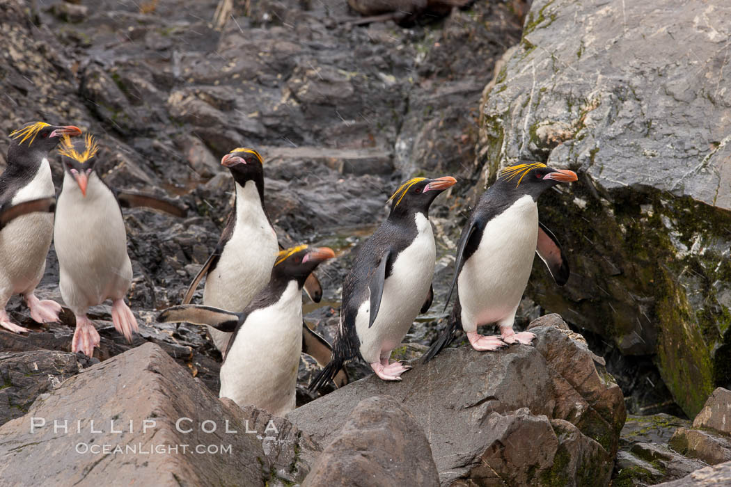 Macaroni penguins, on the rocky shoreline of Hercules Bay, South Georgia Island.  One of the crested penguin species, the macaroni penguin bears a distinctive yellow crest on its head.  They grow to be about 12 lb and 28" high.  Macaroni penguins eat primarily krill and other crustaceans, small fishes and cephalopods., Eudyptes chrysolophus, natural history stock photograph, photo id 24488