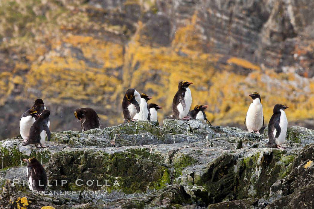 Macaroni penguins, on the rocky shoreline of Hercules Bay, South Georgia Island.  One of the crested penguin species, the macaroni penguin bears a distinctive yellow crest on its head.  They grow to be about 12 lb and 28" high.  Macaroni penguins eat primarily krill and other crustaceans, small fishes and cephalopods., Eudyptes chrysolophus, natural history stock photograph, photo id 24568