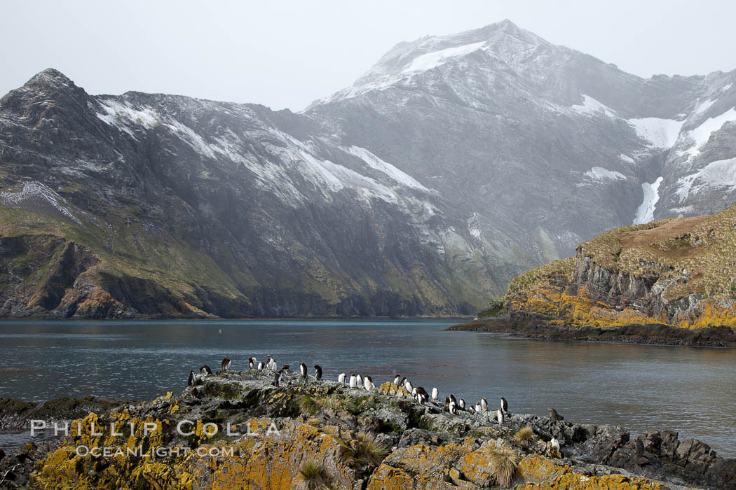 Macaroni penguins, on the rocky shoreline of Hercules Bay, South Georgia Island.  One of the crested penguin species, the macaroni penguin bears a distinctive yellow crest on its head.  They grow to be about 12 lb and 28" high.  Macaroni penguins eat primarily krill and other crustaceans, small fishes and cephalopods., Eudyptes chrysolophus, natural history stock photograph, photo id 24479