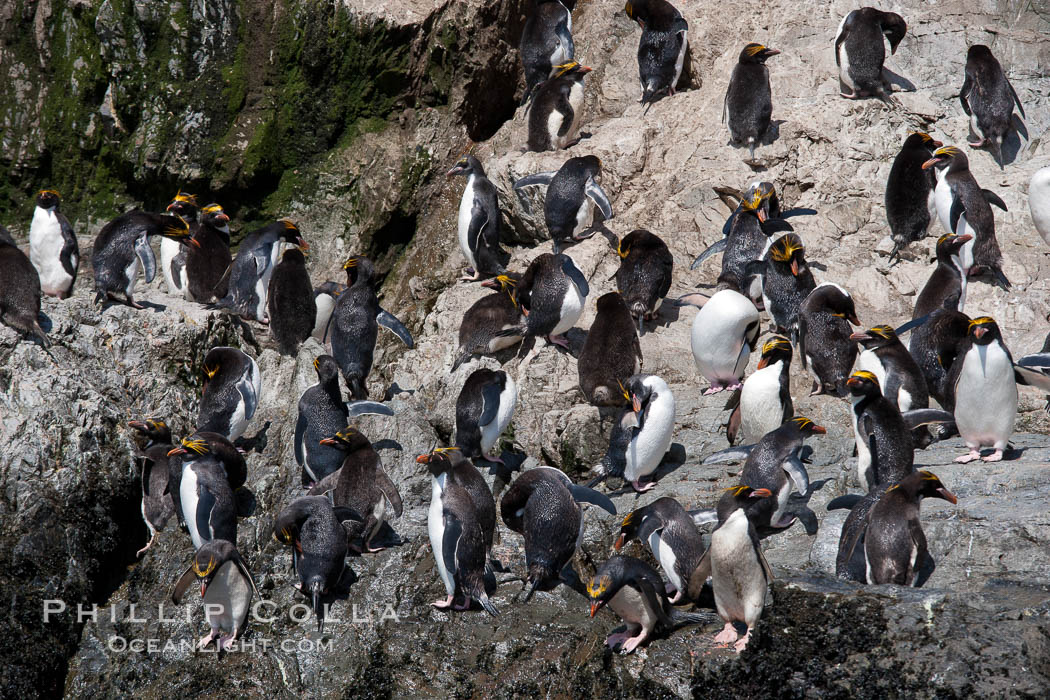 Macaroni penguins, on the rocky shoreline of Hercules Bay, South Georgia Island.  One of the crested penguin species, the macaroni penguin bears a distinctive yellow crest on its head.  They grow to be about 12 lb and 28" high.  Macaroni penguins eat primarily krill and other crustaceans, small fishes and cephalopods., Eudyptes chrysolophus, natural history stock photograph, photo id 24555