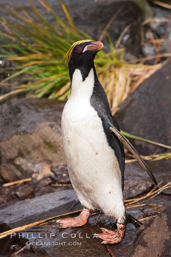 Macaroni penguin, on the rocky shoreline of Hercules Bay, South Georgia Island.  One of the crested penguin species, the macaroni penguin bears a distinctive yellow crest on its head.  They grow to be about 12 lb and 28" high.  Macaroni penguins eat primarily krill and other crustaceans, small fishes and cephalopods., Eudyptes chrysolophus, natural history stock photograph, photo id 24393