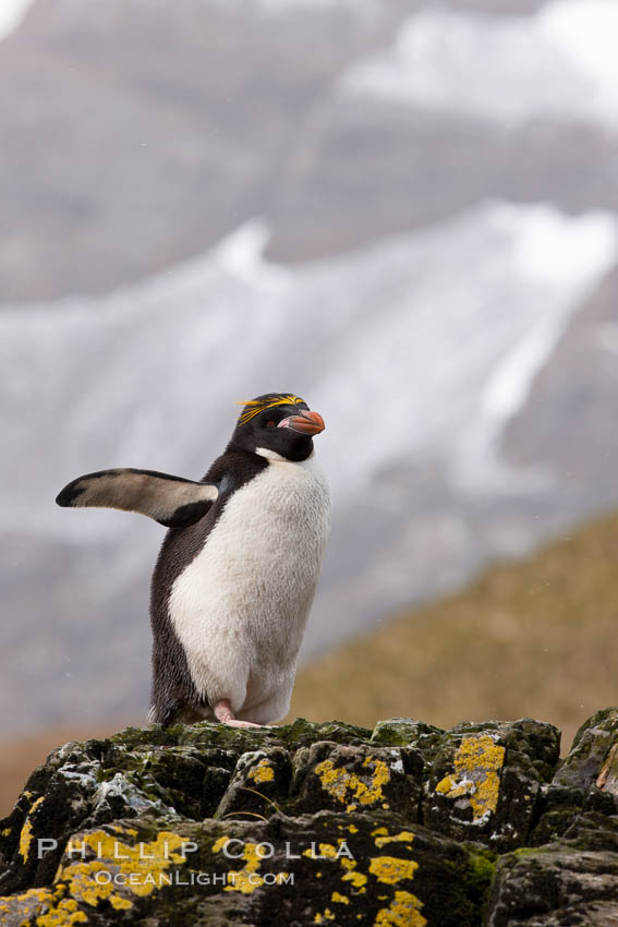 Macaroni penguin, on the rocky shoreline of Hercules Bay, South Georgia Island.  One of the crested penguin species, the macaroni penguin bears a distinctive yellow crest on its head.  They grow to be about 12 lb and 28" high.  Macaroni penguins eat primarily krill and other crustaceans, small fishes and cephalopods., Eudyptes chrysolophus, natural history stock photograph, photo id 24421