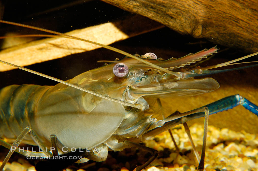 Longarm prawn, a freshwater crustacean., Macrobrachium, natural history stock photograph, photo id 09793