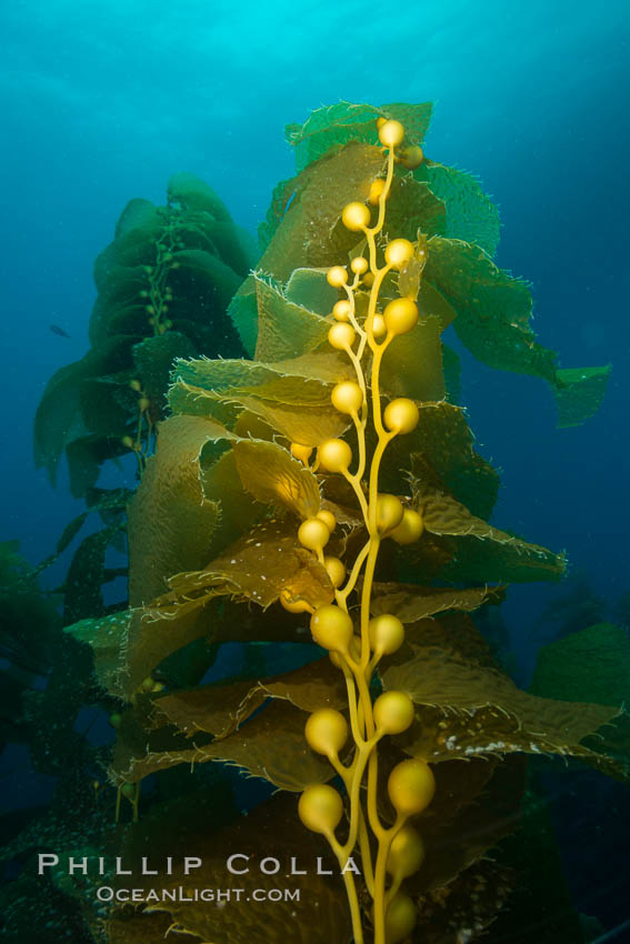 Kelp fronds and pneumatocysts. Pneumatocysts, gas-filled bladders, float the kelp plant off the ocean bottom toward the surface and sunlight, where the leaf-like blades and stipes of the kelp plant grow fastest. Giant kelp can grow up to 2' in a single day given optimal conditions. Epic submarine forests of kelp grow throughout California's Southern Channel Islands. San Clemente Island, USA, natural history stock photograph, photo id 30896