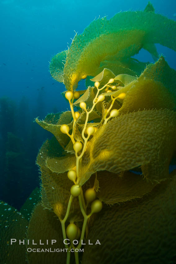 Kelp fronds and pneumatocysts. Pneumatocysts, gas-filled bladders, float the kelp plant off the ocean bottom toward the surface and sunlight, where the leaf-like blades and stipes of the kelp plant grow fastest. Giant kelp can grow up to 2' in a single day given optimal conditions. Epic submarine forests of kelp grow throughout California's Southern Channel Islands. San Clemente Island, USA, natural history stock photograph, photo id 30955