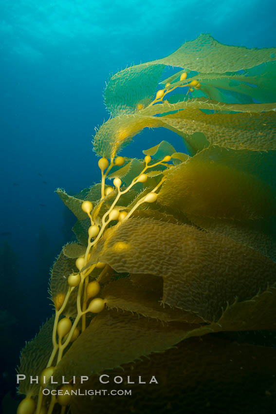 Kelp fronds and pneumatocysts. Pneumatocysts, gas-filled bladders, float the kelp plant off the ocean bottom toward the surface and sunlight, where the leaf-like blades and stipes of the kelp plant grow fastest. Giant kelp can grow up to 2' in a single day given optimal conditions. Epic submarine forests of kelp grow throughout California's Southern Channel Islands. San Clemente Island, USA, natural history stock photograph, photo id 30897