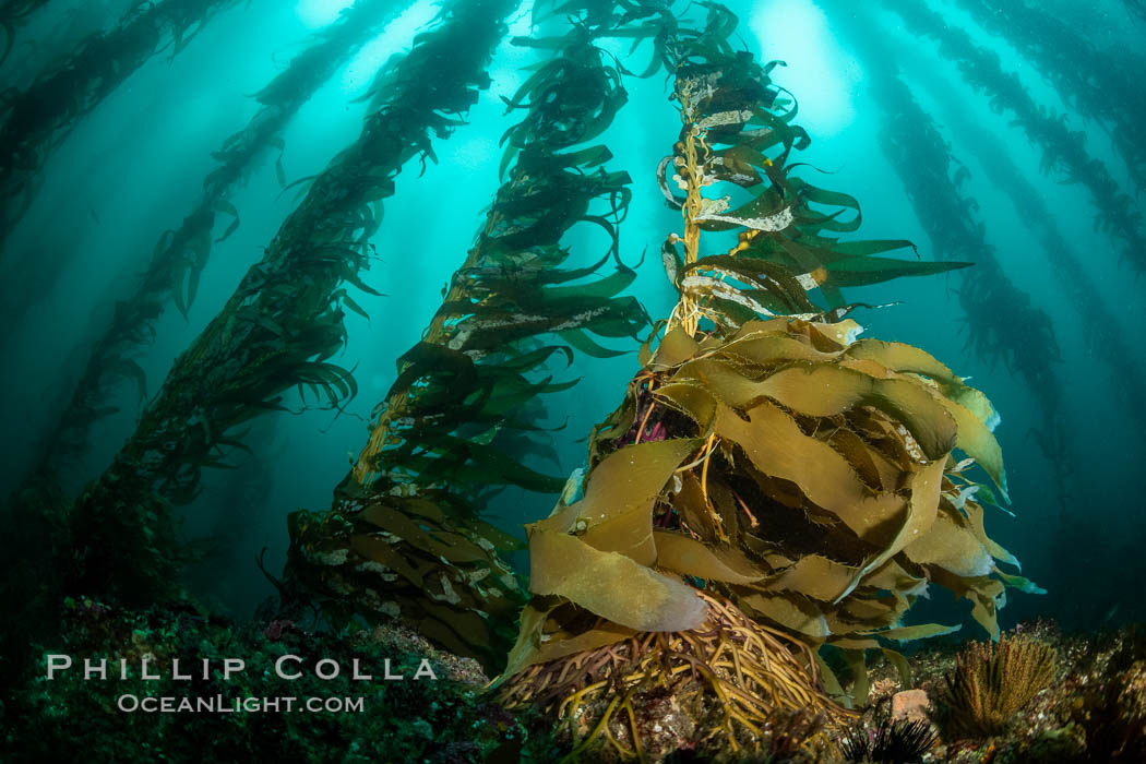 Macrocystis kelp growing up from a rocky reef, the kelp's holdfast is like a root cluster which attaches the kelp to the rocky reef on the oceans bottom. Kelp blades are visible above the holdfast, swaying in the current, Macrocystis pyrifera, San Clemente Island Macrocystis kelp growing up from a rocky reef, the kelp's holdfast is like a root cluster which attaches the kelp to the rocky reef on the oceans bottom. Kelp blades are visible above the holdfast, swaying in the current, Macrocystis pyrifera, San Clemente Island
