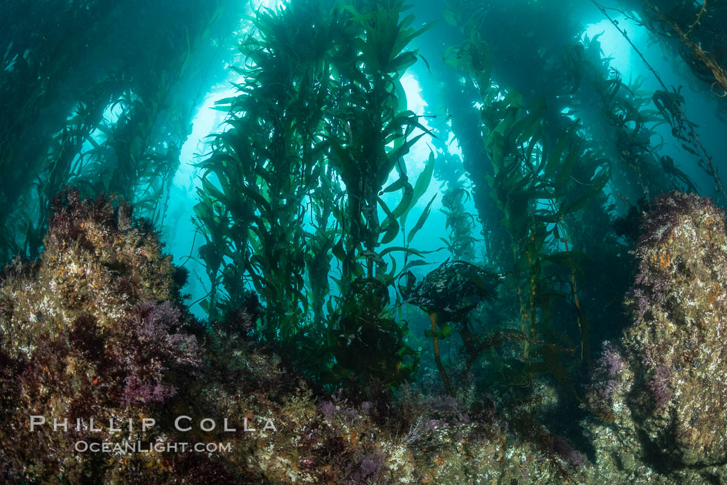 Macrocystis kelp growing up from a rocky reef, the kelp's holdfast is like a root cluster which attaches the kelp to the rocky reef on the oceans bottom. Kelp blades are visible above the holdfast, swaying in the current. San Clemente Island, California, USA, Macrocystis pyrifera, natural history stock photograph, photo id 37085