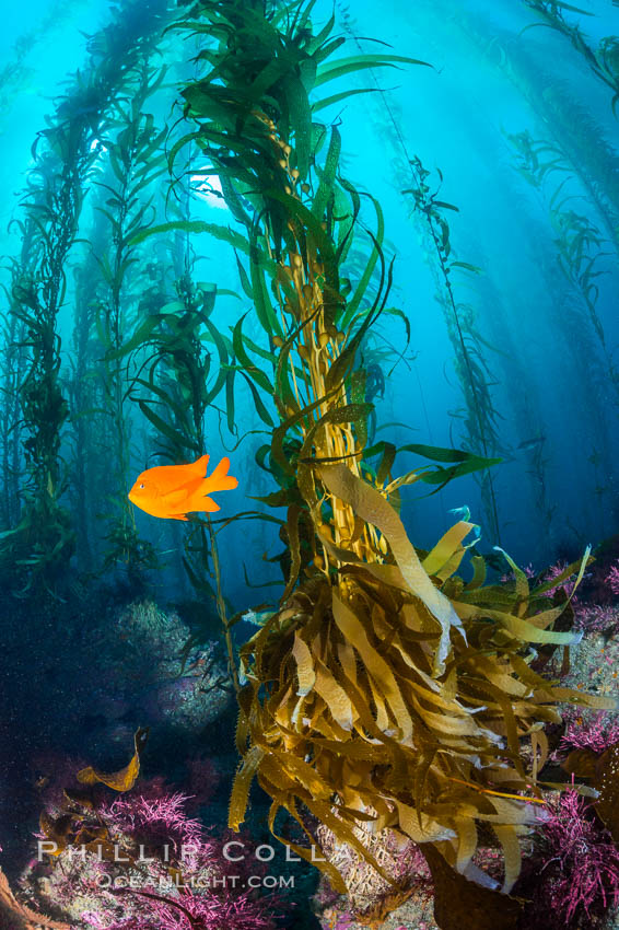 Kelp holdfast attaches the plant to the rocky reef on the oceans bottom. Kelp blades are visible above the holdfast, swaying in the current. Catalina Island, California, USA, natural history stock photograph, photo id 34212