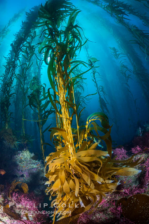 Kelp holdfast attaches the plant to the rocky reef on the oceans bottom. Kelp blades are visible above the holdfast, swaying in the current. Catalina Island, California, USA, natural history stock photograph, photo id 34211